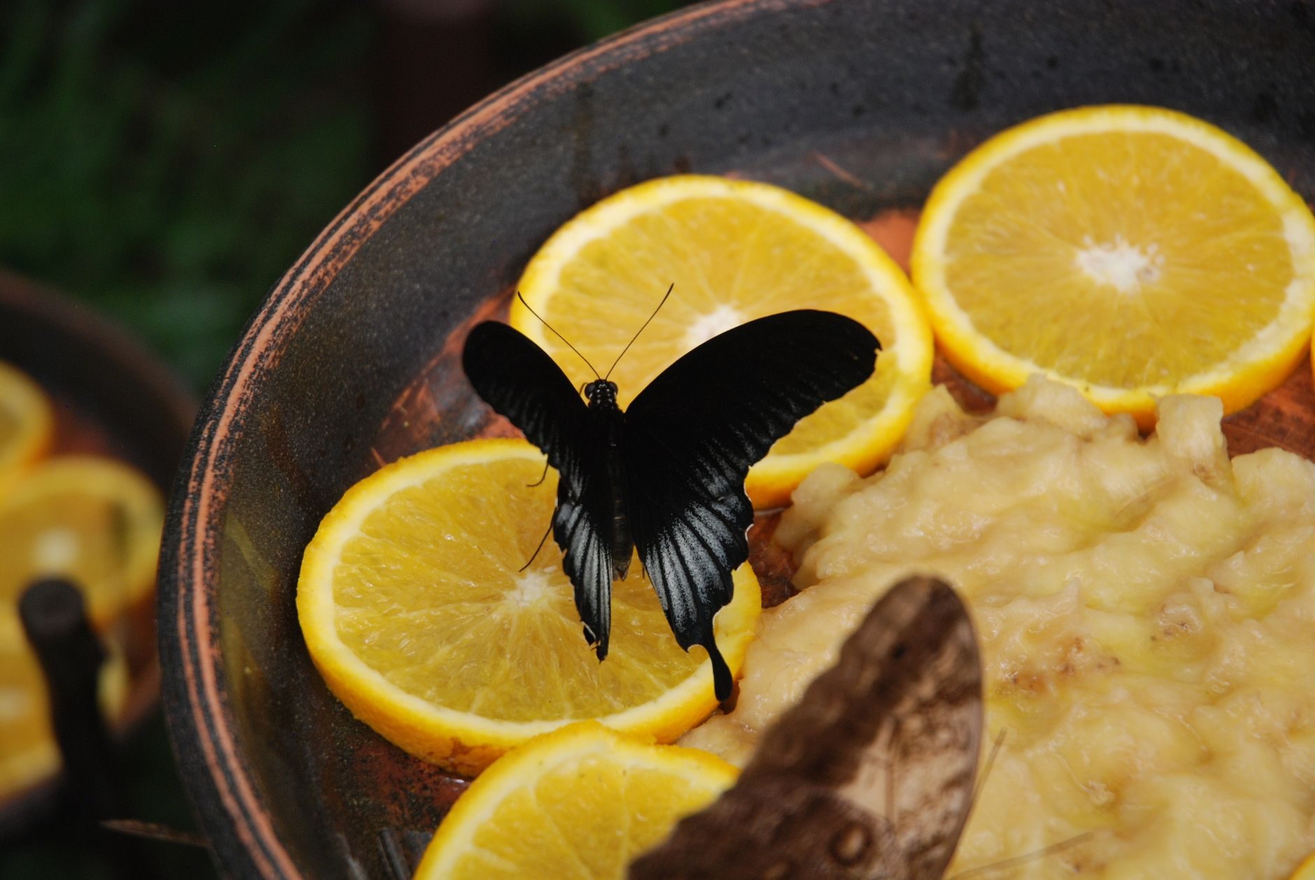 Mariposa exótica negra alimentándose de rodajas de naranja en los comederos del Mariposario de Benalmádena