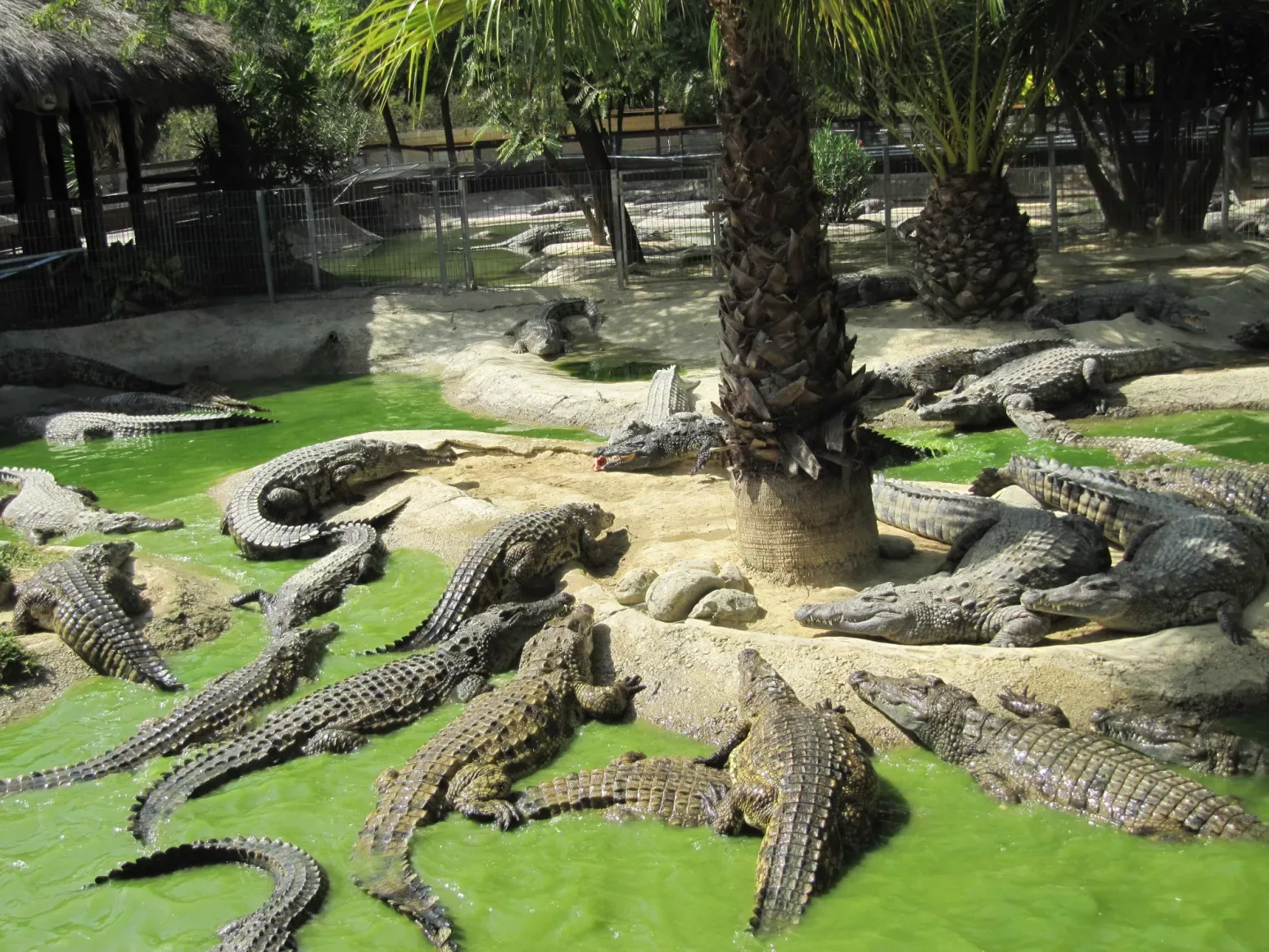 Grupo de cocodrilos descansando junto al agua verde en las instalaciones de Crocodile Park Torremolinos.