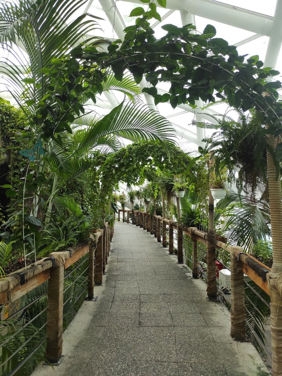 Pasarela y puente de madera rodeados de vegetación tropical frondosa en el interior del Mariposario de Benalmádena