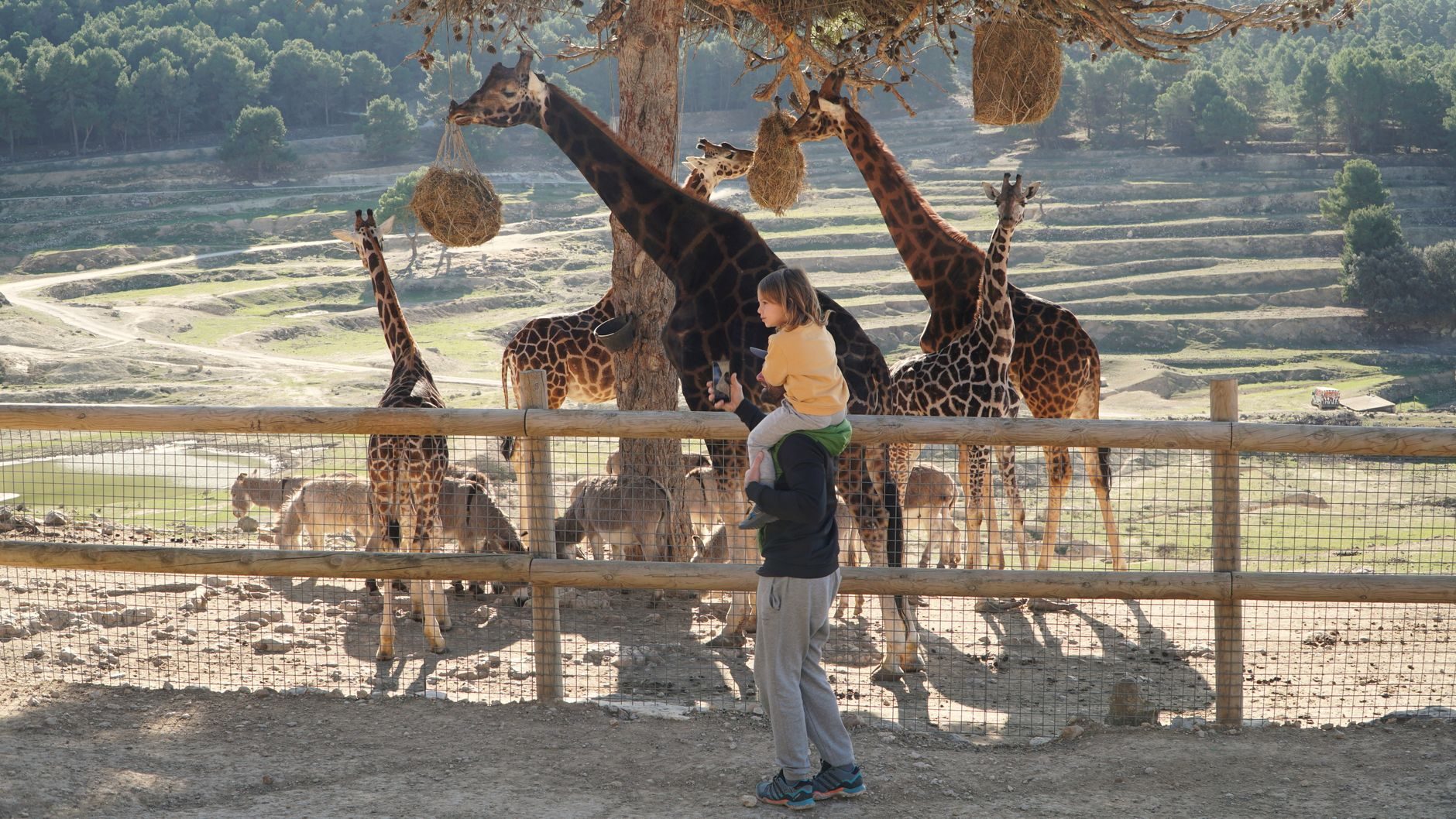 Visitantes en la pasarela de madera observando a las jirafas en el parque safari Selwo Aventura de Estepona