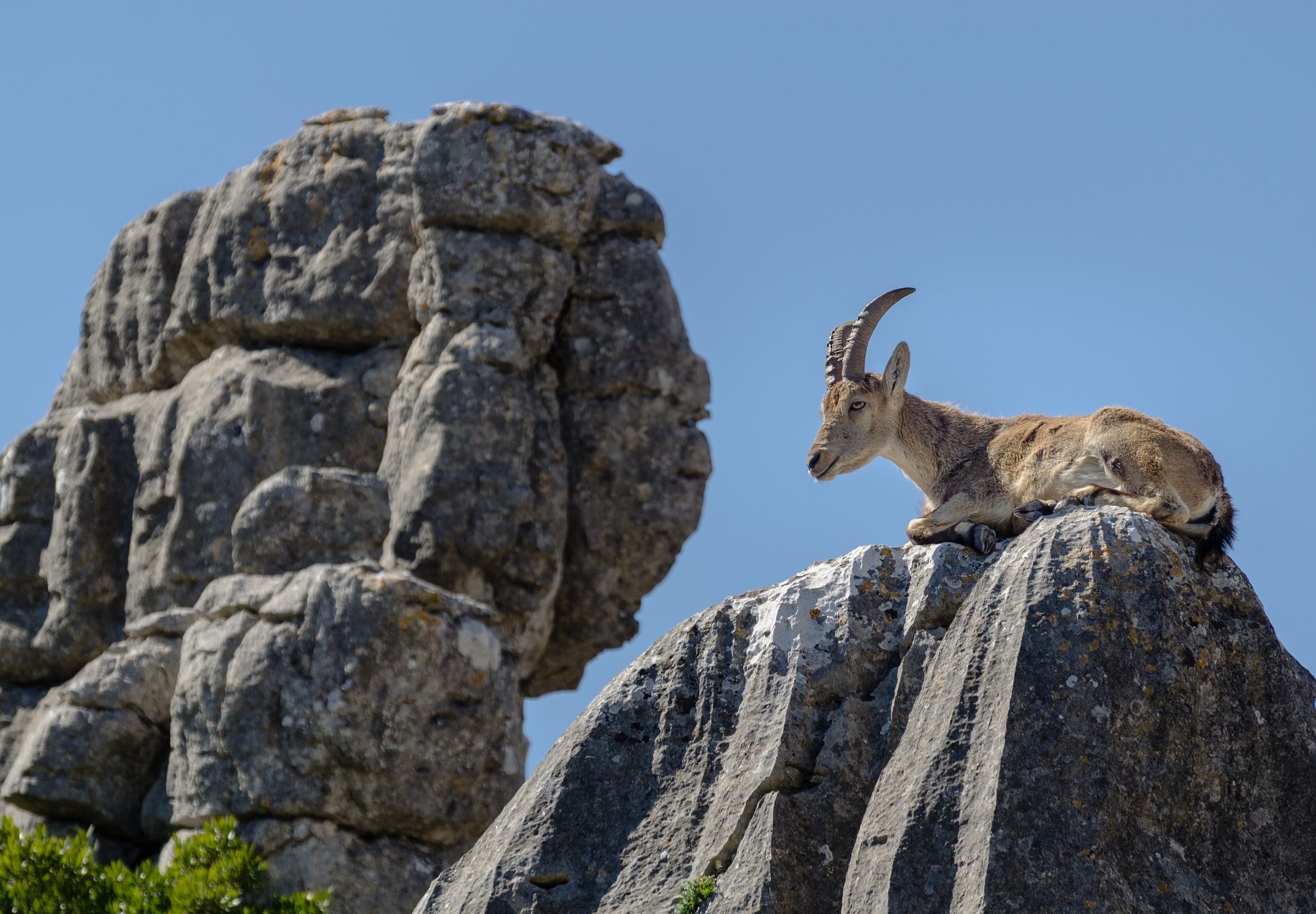 Una cabra montesa posada sobre una gran roca caliza en el Torcal de Antequera, Málaga, con otra formación rocosa de fondo y el cielo despejado.