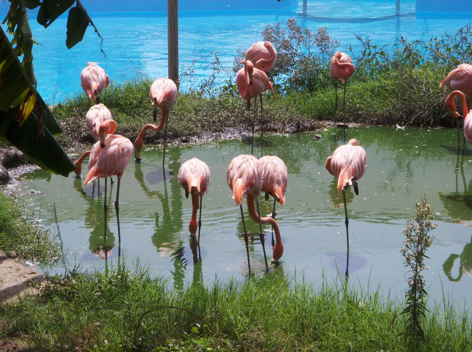 lamencos rosas en el estanque de la zona de aves de Selwo Marina