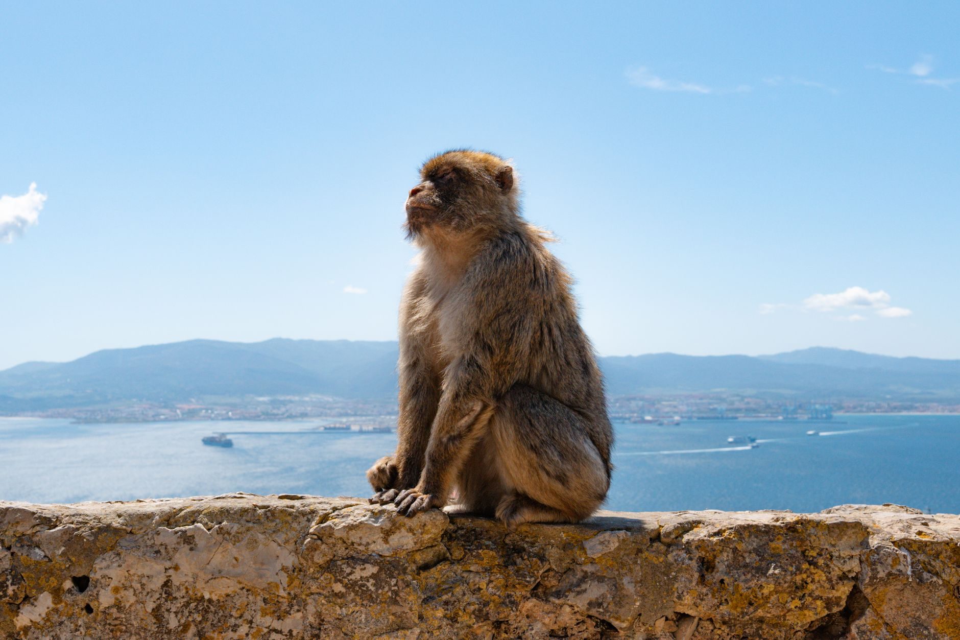 Excursión organizada a Gibraltar de un día desde la Costa del Sol para ver los famosos monos del Peñón.