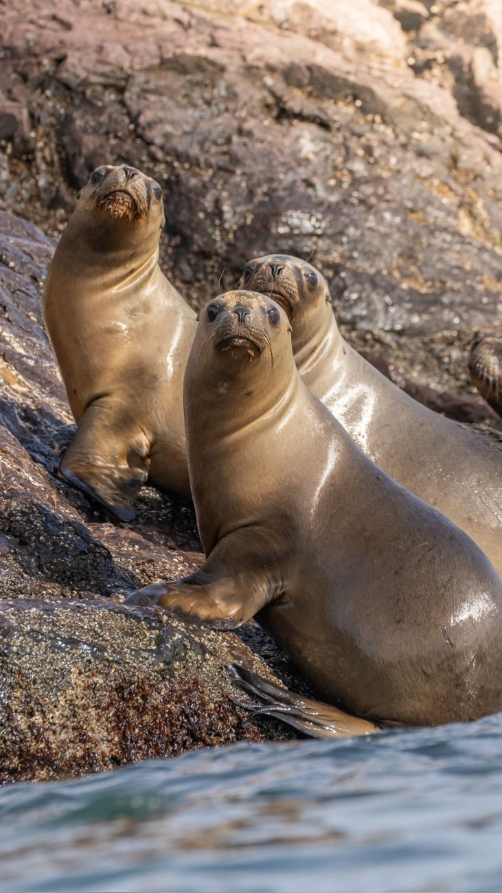 Grupo de leones marinos en la zona de fauna de Selwo Marina Benalmadena