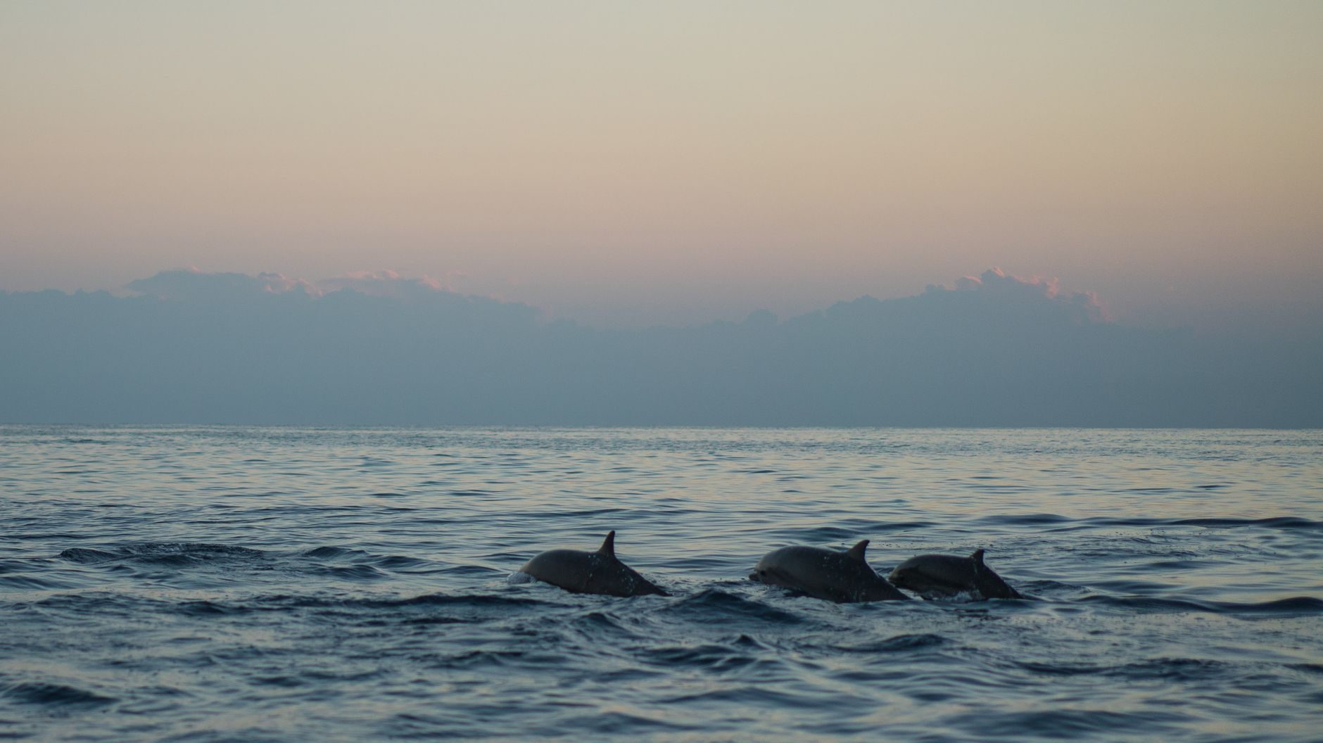 Avistamiento delfines desde barco turistico