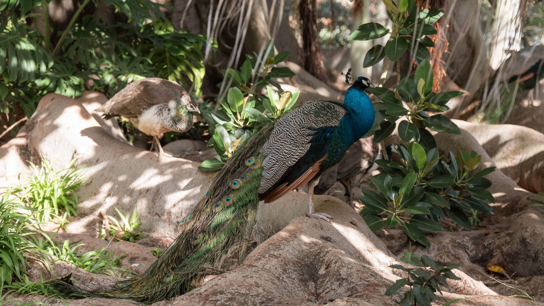 Pavo real con su plumaje abierto entre la vegetación, un ave exótica que puedes ver libre en Bioparc Fuengirola