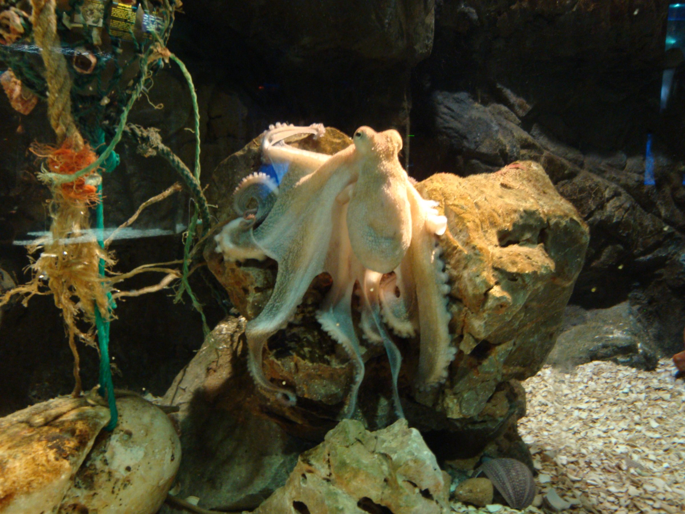 Pulpo en su tanque del acuario Sea Life Benalmádena