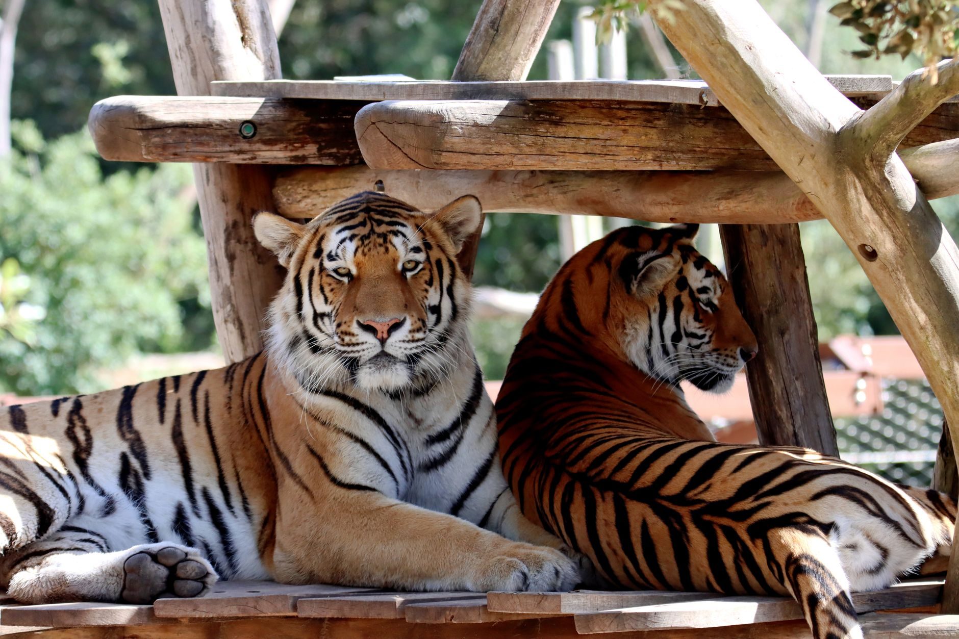 Tigre de Sumatra en primer plano, una de las especies protegidas que puedes ver en Bioparc Fuengirola