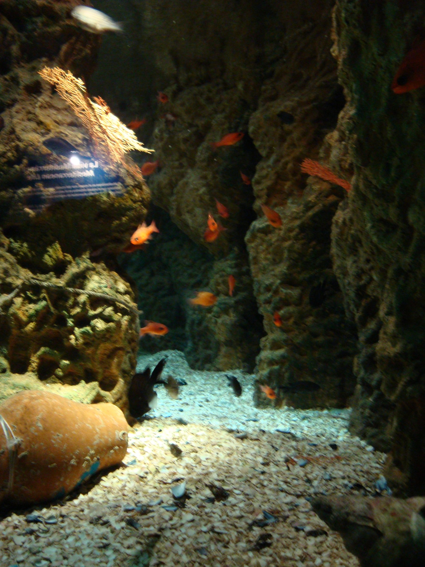 Peces tropicales de colores en los tanques de Sea Life Benalmádena