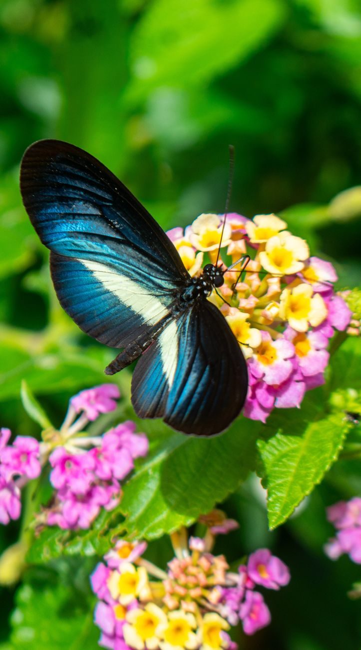 Mariposa morpho azul exótica posada sobre una flor en el jardín tropical de Monowa Butterfly Park Benalmádena