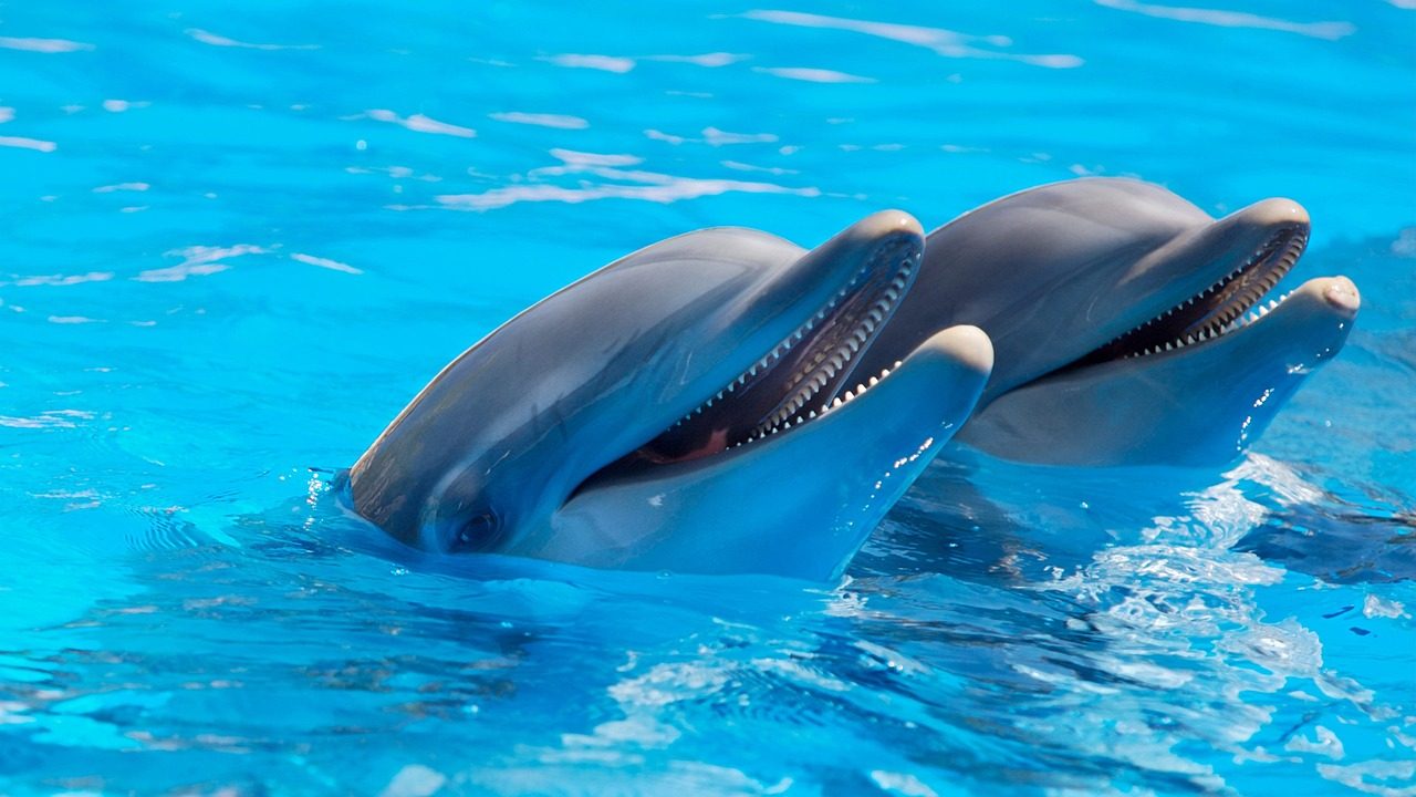 Dos delfines en primer plano en la piscina del delfinario de Selwo Marina Benalmádena