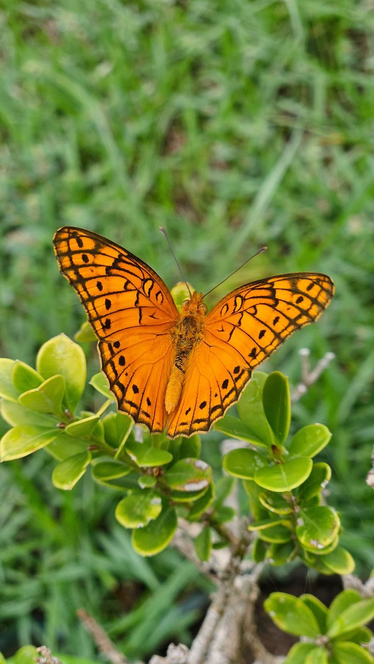 Primer plano de una mariposa de color naranja brillante sobre una hoja verde en el Mariposario de Benalmádena
