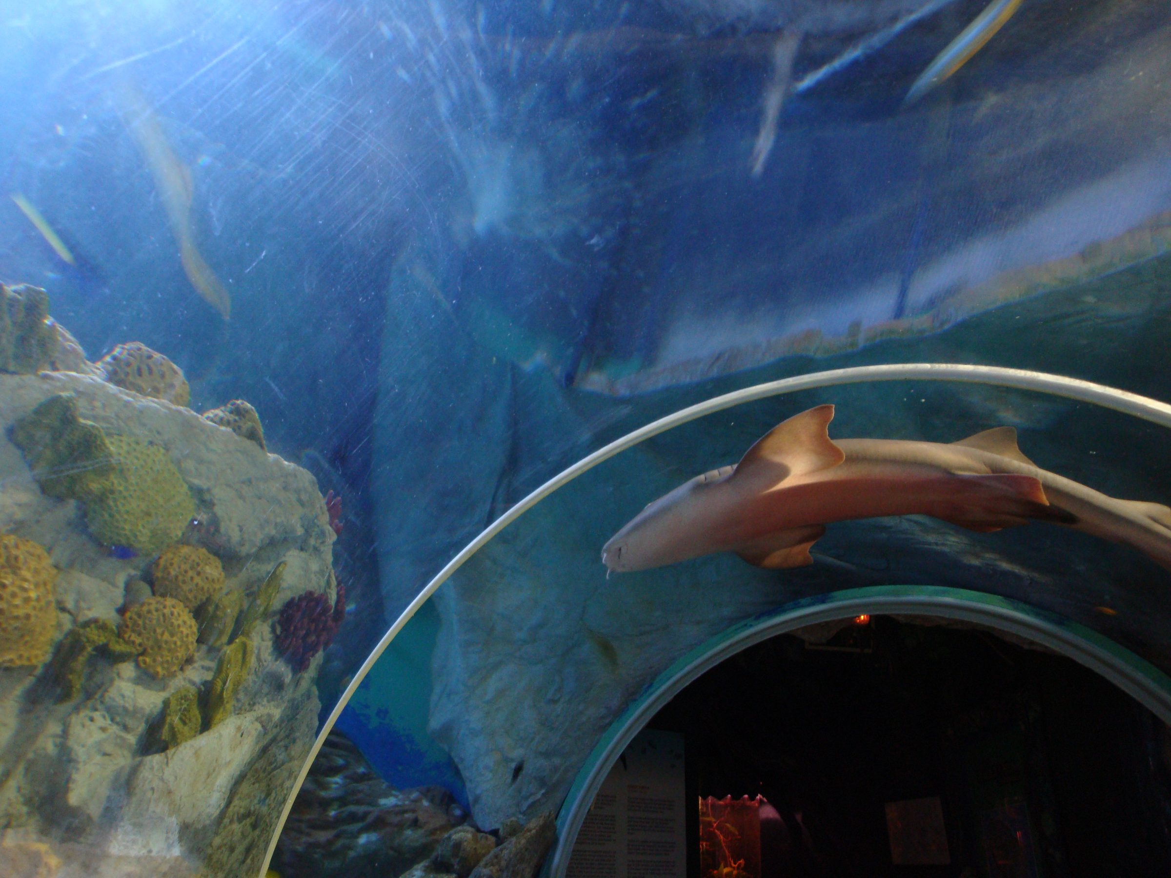 Tiburón nadando sobre el túnel submarino de Sea Life Benalmádena en Málaga